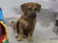 pitoco