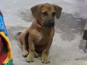 Cachorro raça pequeno idade 7 a 11 meses nome pitoco