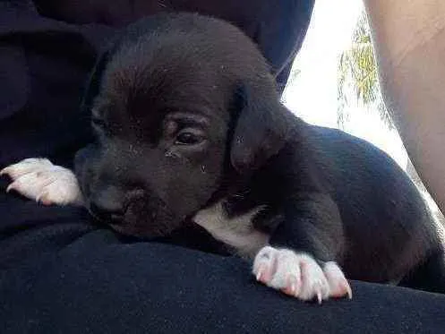 Cachorro ra a vira lata idade Abaixo de 2 meses nome banana