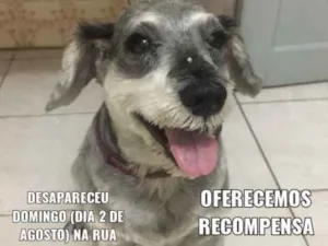 Cachorro raça Schnauzer idade 6 ou mais anos nome Duque