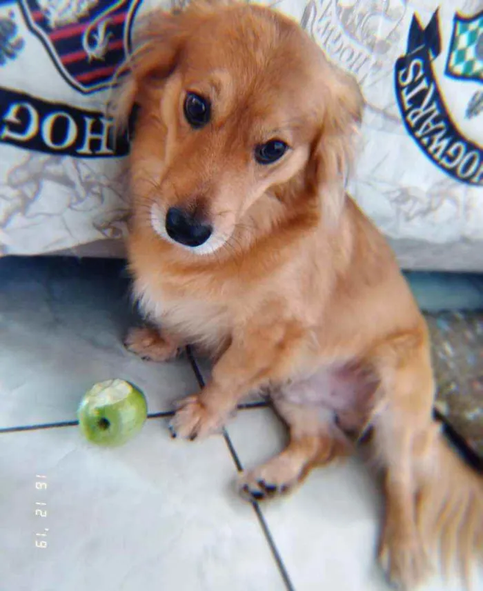 Cachorro ra a Vira lata idade 3 anos nome Mufasa