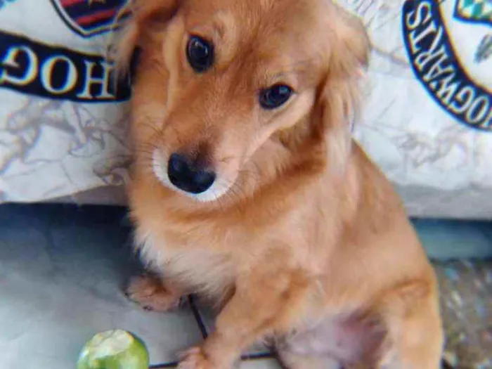 Cachorro ra a Vira lata idade 3 anos nome Mufasa