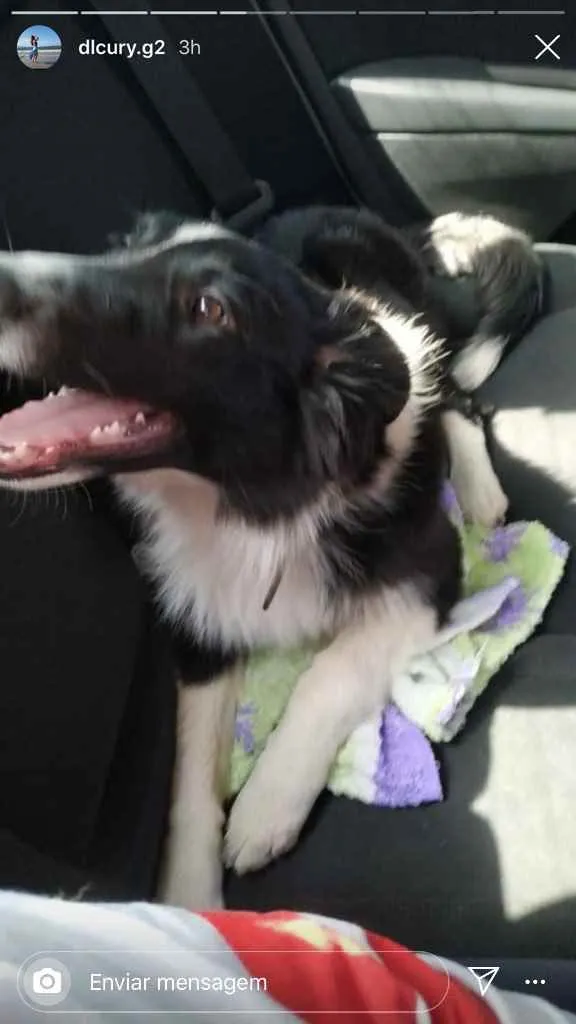Cachorro ra a Border collie idade 2 a 6 meses nome Frozen