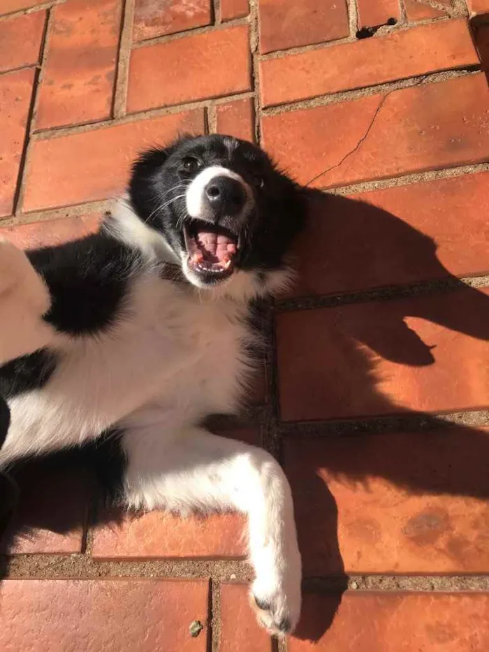 Cachorro ra a Border collie idade 2 a 6 meses nome Frozen