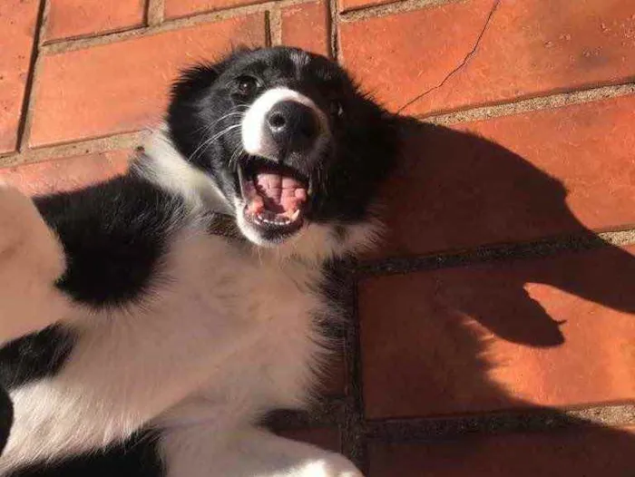 Cachorro ra a Border collie idade 2 a 6 meses nome Frozen