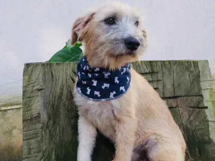 Cachorro ra a srd idade 7 a 11 meses nome Lami