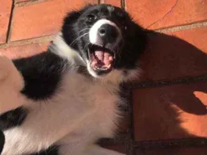Cachorro raça Border collie idade 2 a 6 meses nome Frozen