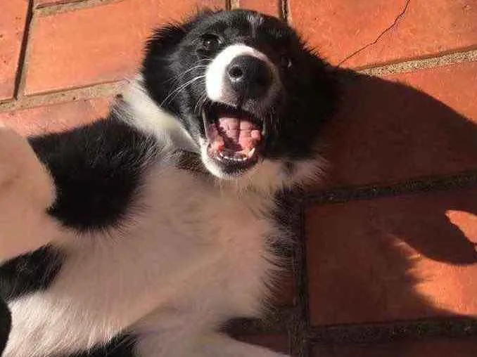 Cachorro ra a Border collie idade 2 a 6 meses nome Frozen