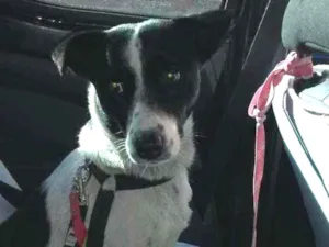 Cachorro raça SRD idade 1 ano nome Violet