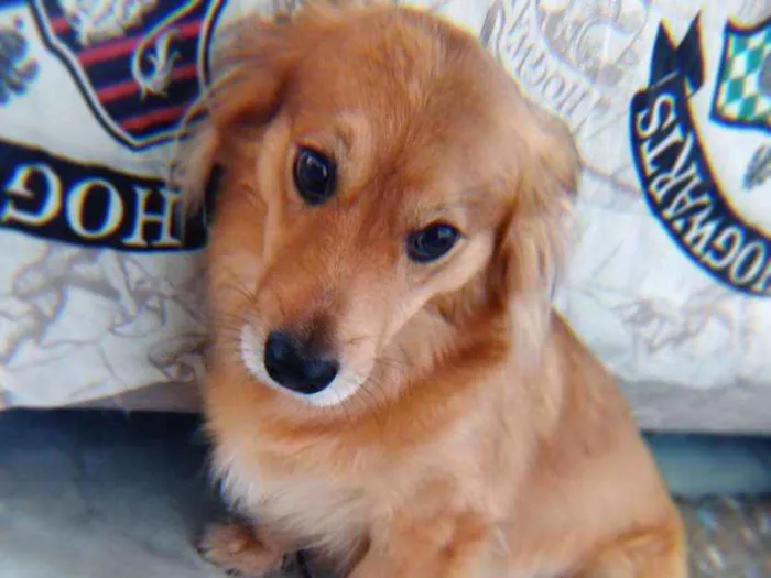 Cachorro ra a Vira lata idade 3 anos nome Mufasa