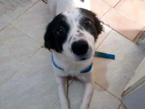 Cachorro raça Misturado idade 1 ano nome Pingo