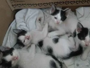 Gato raça  idade Abaixo de 2 meses nome Sol