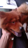 Bela
