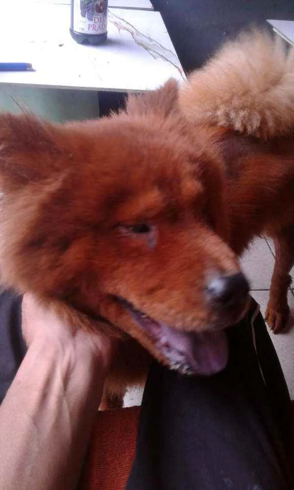 Cachorro raça Chow chow idade 3 anos nome Bela