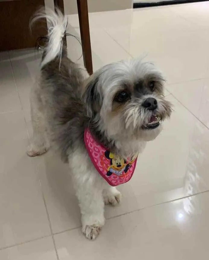 Cachorro ra a Ilhasa idade 5 anos nome Marie