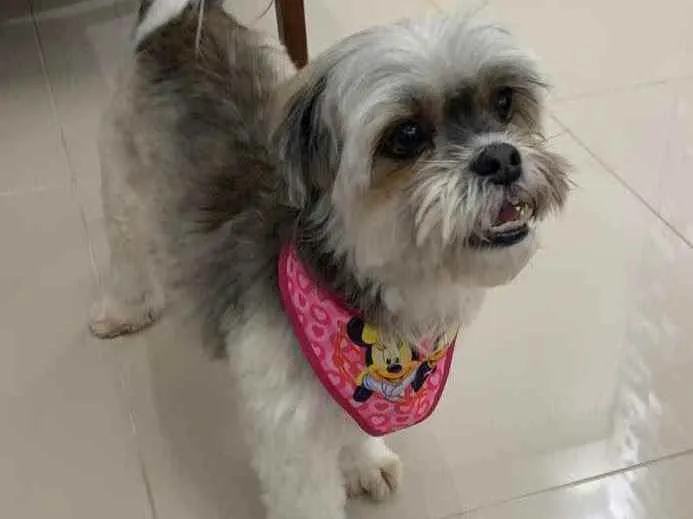 Cachorro ra a Ilhasa idade 5 anos nome Marie