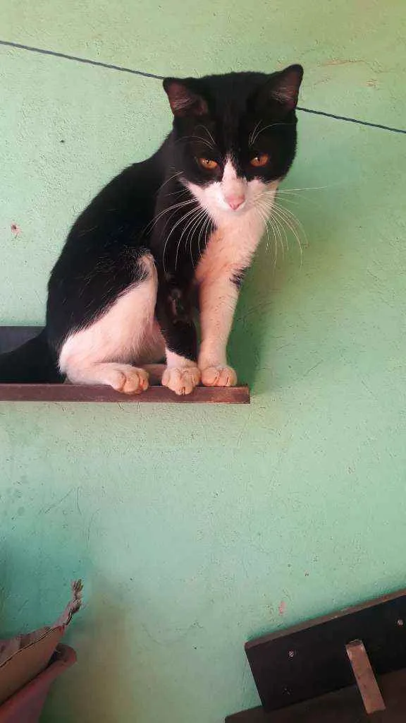 Gato ra a Não sei idade 7 a 11 meses nome Floquinho