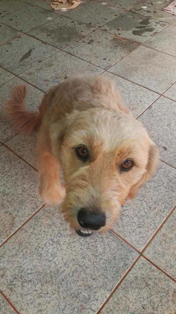 Cachorro ra a Não sei idade 2 anos nome Luck