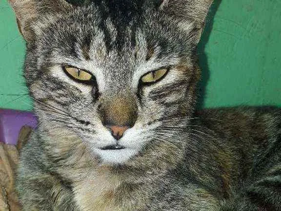 Gato ra a Não sei idade 1 ano nome Rajada 