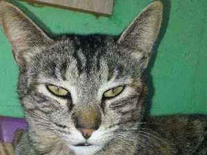 Gato raça Não sei idade 1 ano nome Rajada 