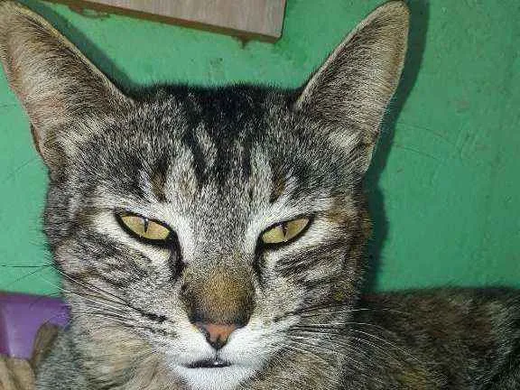 Gato ra a Não sei idade 1 ano nome Rajada 