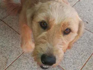 Cachorro raça Não sei idade 2 anos nome Luck