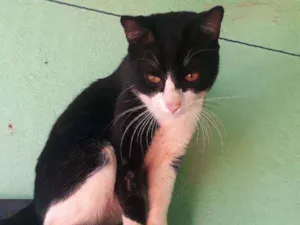 Gato raça Não sei idade 7 a 11 meses nome Floquinho