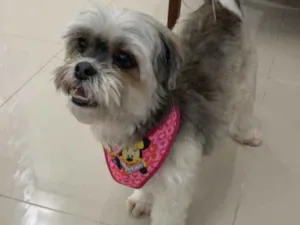 Cachorro raça Ilhasa idade 5 anos nome Marie