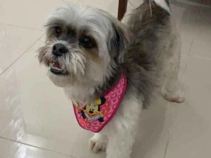 Cachorro ra a Ilhasa idade 5 anos nome Marie