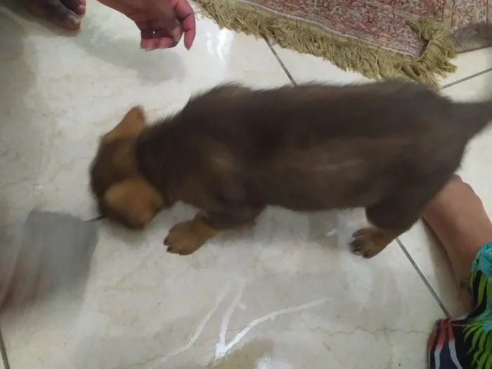 Cachorro ra a  idade Abaixo de 2 meses nome mily