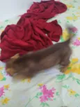 mily