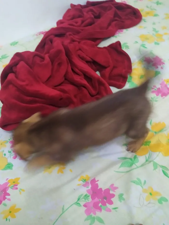 Cachorro ra a  idade Abaixo de 2 meses nome mily