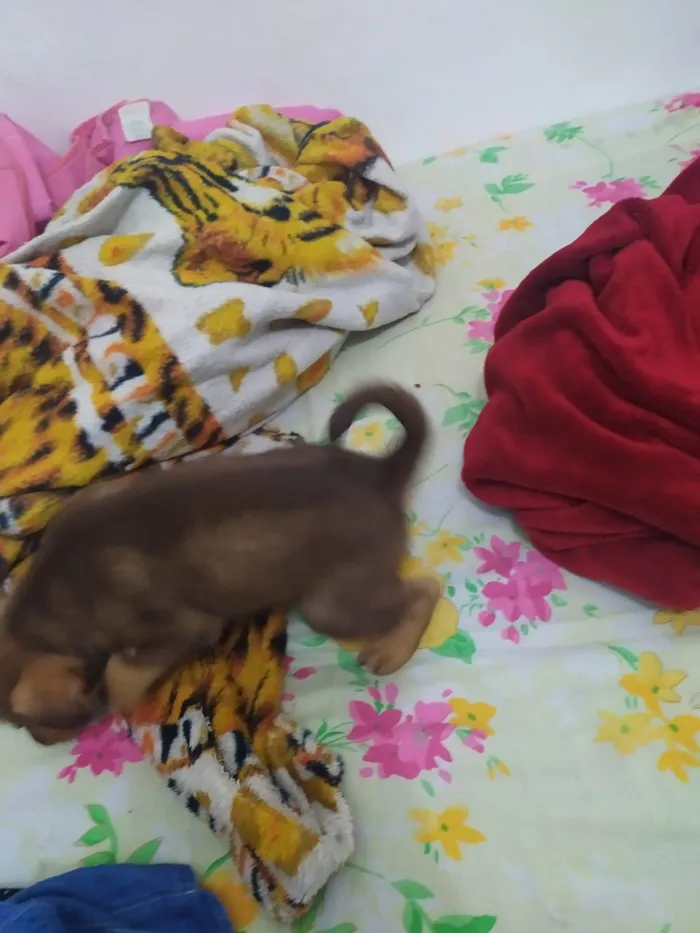 Cachorro ra a  idade Abaixo de 2 meses nome mily