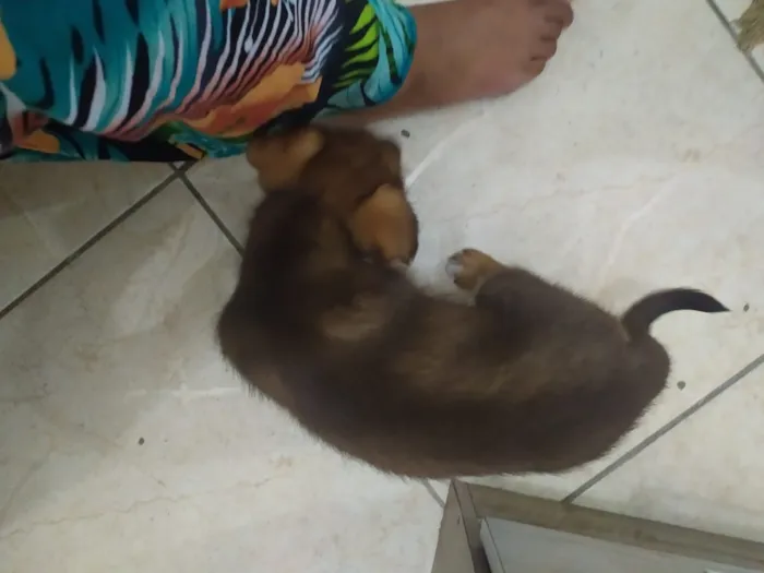 Cachorro ra a  idade Abaixo de 2 meses nome mily
