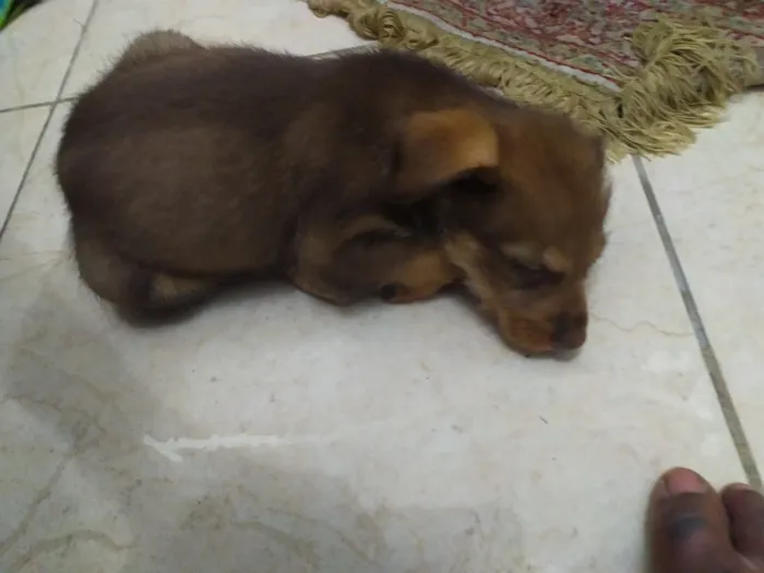 Cachorro ra a  idade Abaixo de 2 meses nome mily