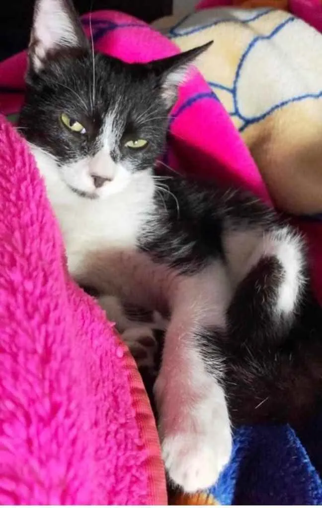 Gato ra a Srd frajola  idade 2 a 6 meses nome Itaim bebê lindo