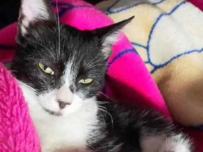 Gato ra a Srd frajola  idade 2 a 6 meses nome Itaim bebê lindo