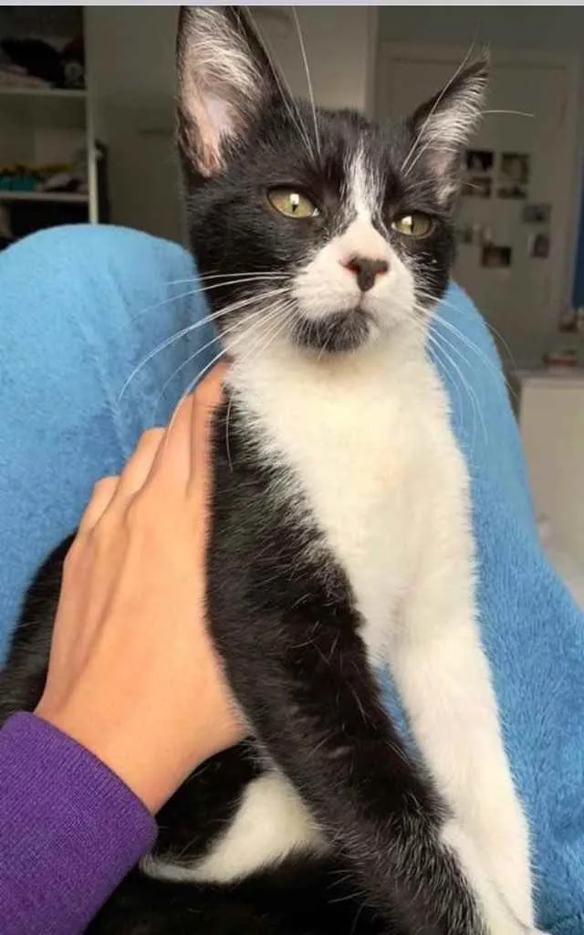 Gato ra a Srd frajola  idade 2 a 6 meses nome Itaim bebê lindo