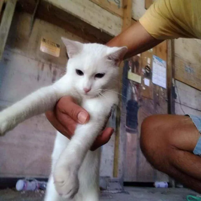 Gato ra a Srd idade 2 a 6 meses nome Juca