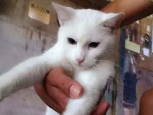 Gato raça Srd idade 2 a 6 meses nome Juca