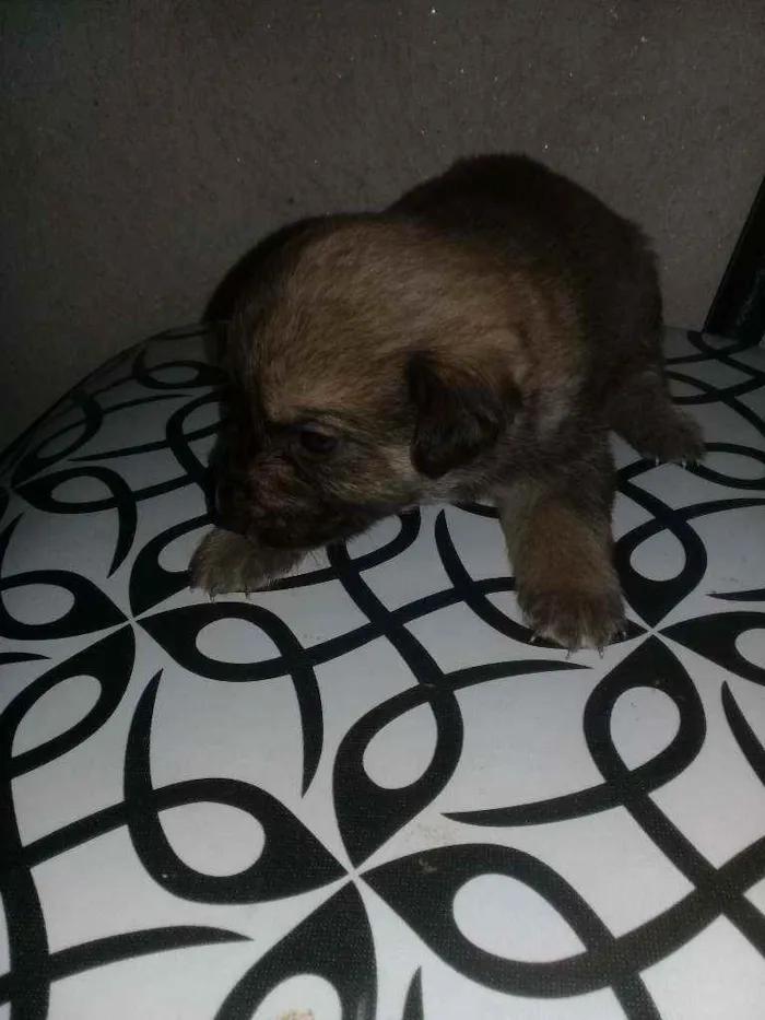 Cachorro ra a Indefinida idade 2 a 6 meses nome Filhotes de cachorro