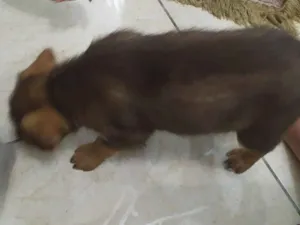 Cachorro raça  idade Abaixo de 2 meses nome mily
