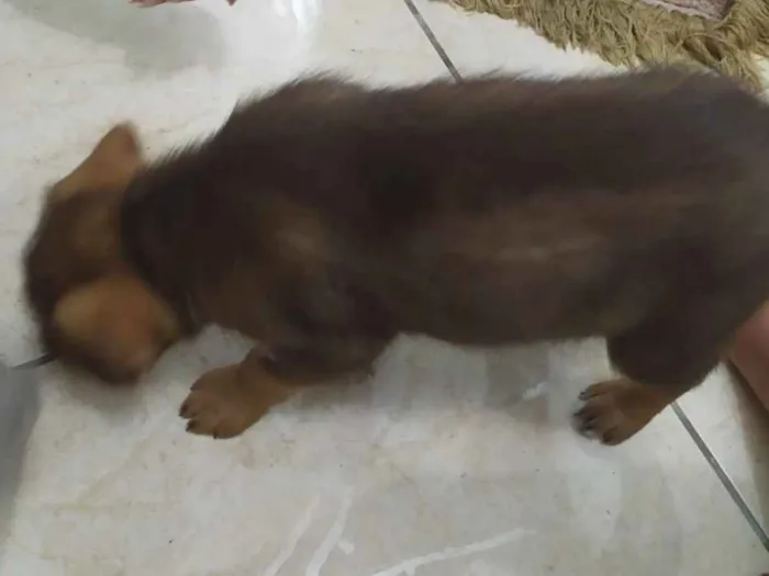 Cachorro ra a  idade Abaixo de 2 meses nome mily