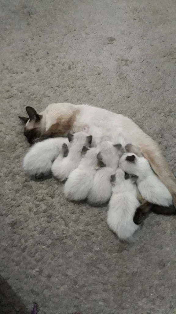 Gato ra a Siamês  idade Abaixo de 2 meses nome Filhotes 