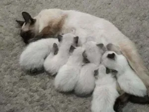 Gato raça Siamês  idade Abaixo de 2 meses nome Filhotes 