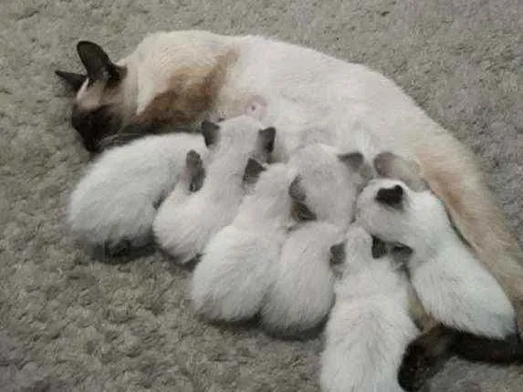Gato ra a Siamês  idade Abaixo de 2 meses nome Filhotes 