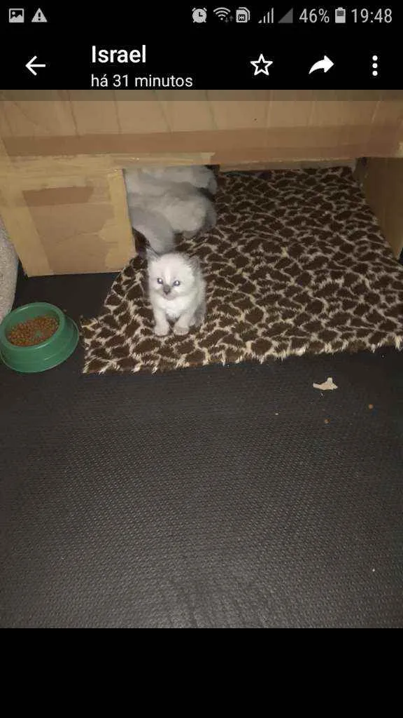 Gato ra a Siamês  idade Abaixo de 2 meses nome Filhotes 