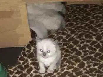 Gato ra a Siamês  idade Abaixo de 2 meses nome Filhotes 