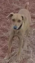 Xuxa