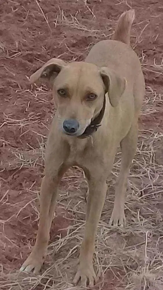 Cachorro ra a SRD idade 2 anos nome Xuxa
